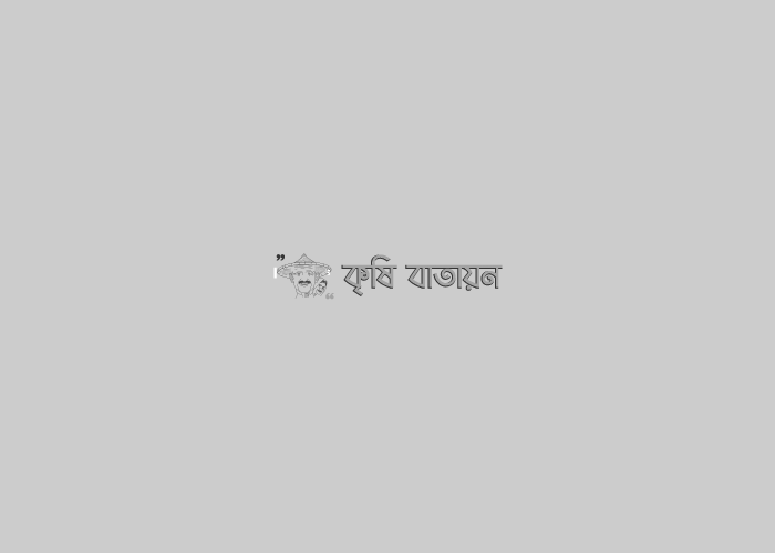 বিধ্বংসী পোকা ফল আর্মিওয়ার্মের আক্রমন সংক্রান্ত আগাম সতর্ক বার্তা