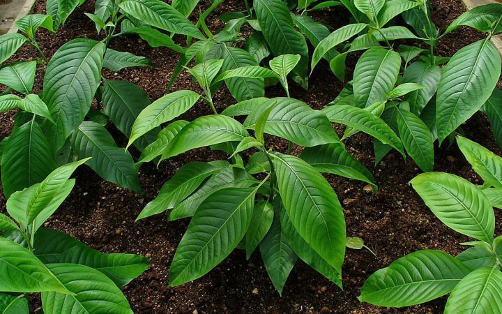 ভেষজ থেকে আয় : বাসক চাষ